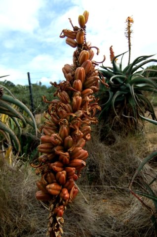 Aloe africana fruit