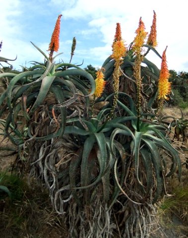 Aloe africana