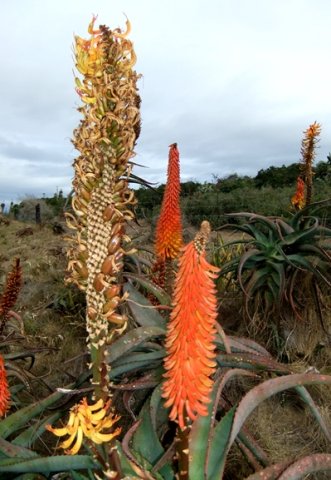 Aloe africana flowering stages