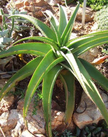 Aloe alooides