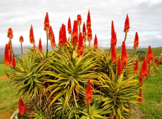 Aloe arborescens