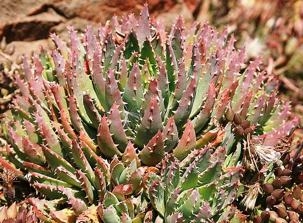Aloe brevifolia