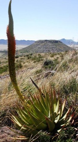 Aloe broomii var. broomii habitat