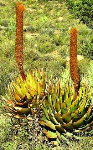 Aloe broomii var. broomii leaves