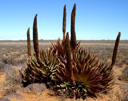 Aloe broomii var. broomii