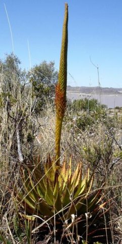 Aloe broomii var. broomii flowers