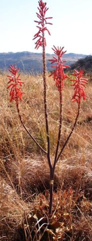 Aloe burgersfortensis