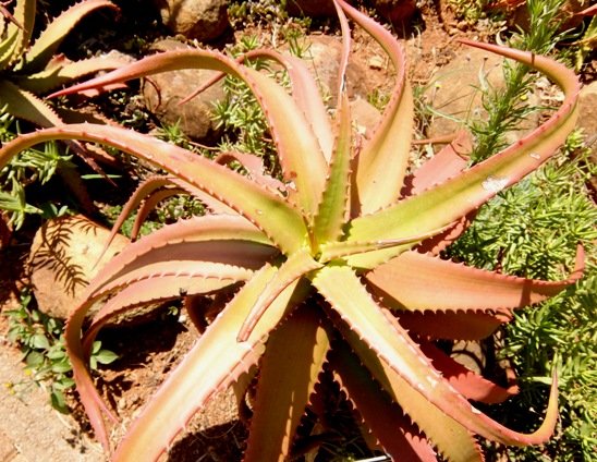 Aloe cameronii