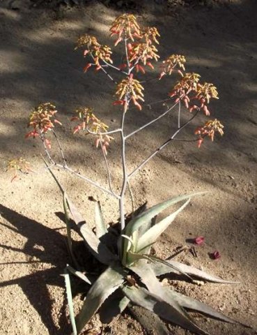 Aloe chabaudii var. chabaudii flowering