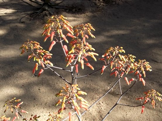 Aloe chabaudii var. chabaudii inflorescence