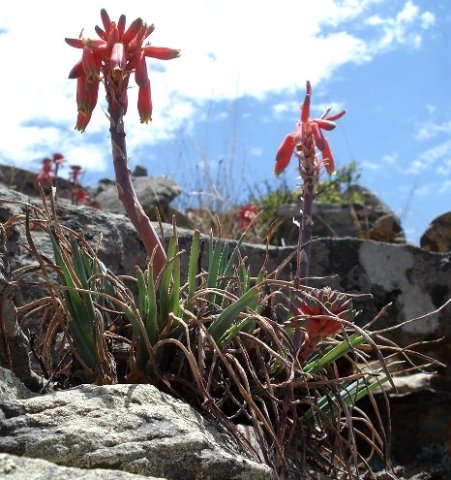 Aloe chortolirioides var. woolliana leaves