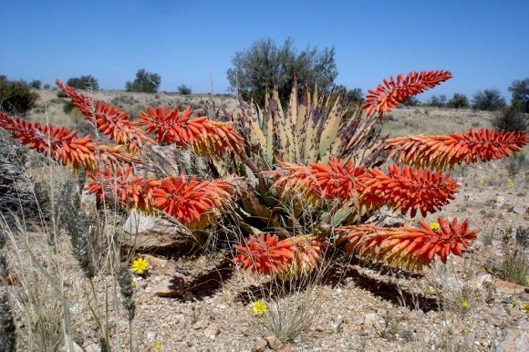 Aloe claviflora in full bloom