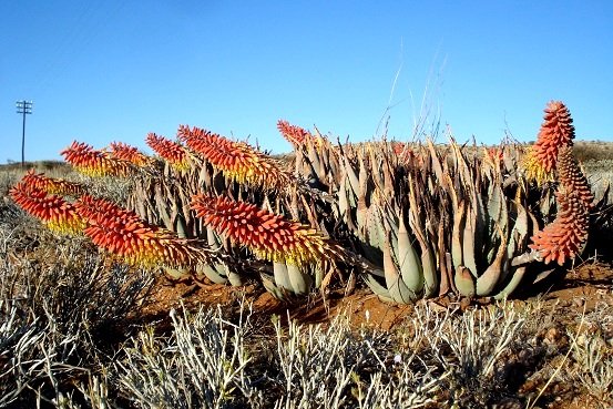 Aloe claviflora, a plant given many names 