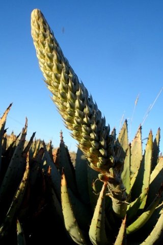 Aloe claviflora budding