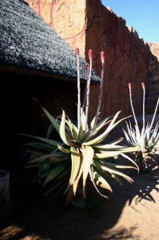 Aloe comosa