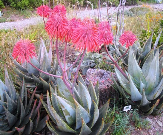 Aloe comptonii in flower