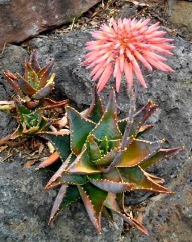 Aloe comptonii purple-tipped buds