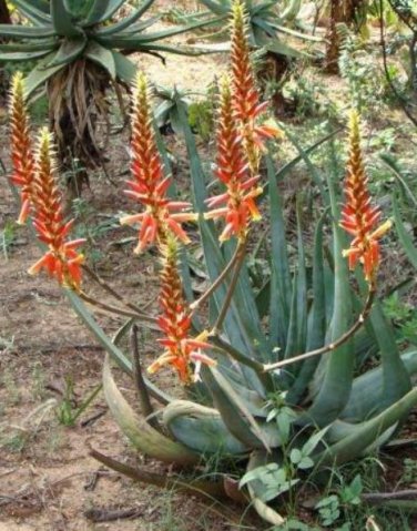 Aloe cryptopoda