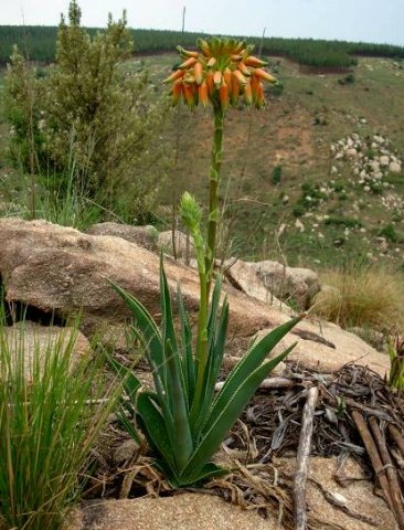 Aloe ecklonis