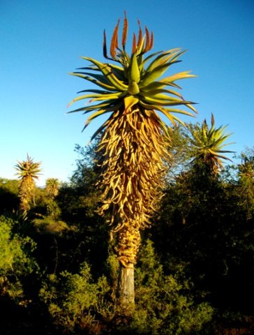 Aloe ferox