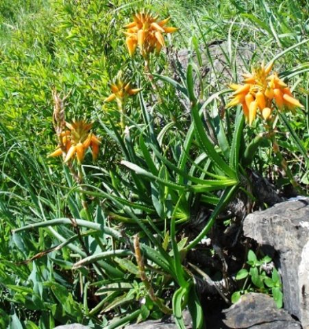 Aloe fouriei
