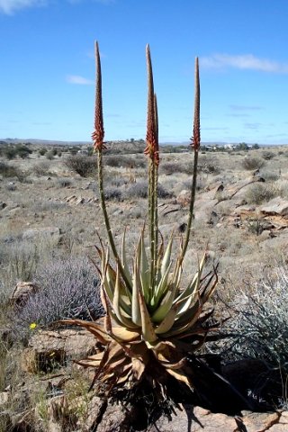 Aloe gariepensis