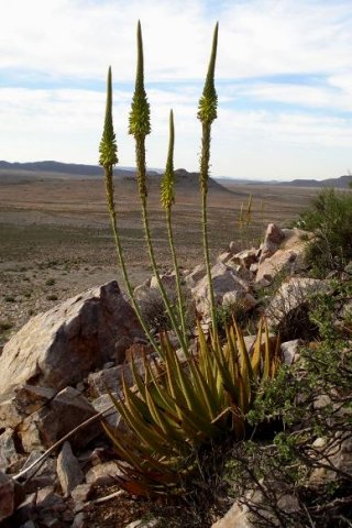 Aloe gariepensis big rosette