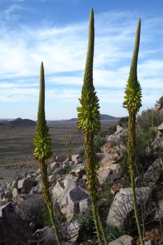 Aloe gariepensis pointed inflorescences