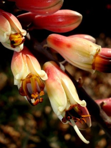 Aloe globuligemma yellowing flowers