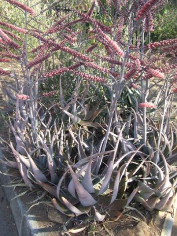 Aloe globuligemma