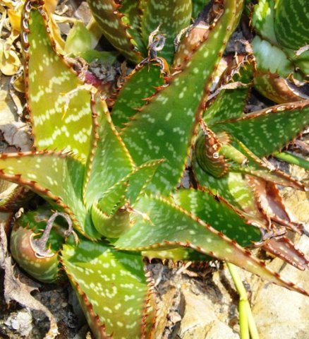 Aloe grandidentata leaf rosette