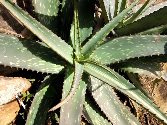Aloe greenii leaves
