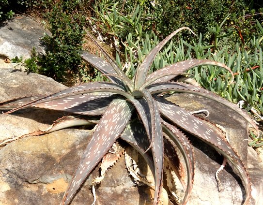 Aloe greenii