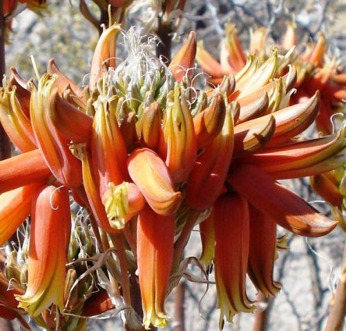 Aloe hereroensis inflorescence, capitate racemes