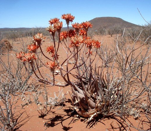 Aloe hereroensis 