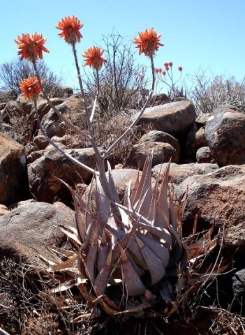 Aloe hereroensis leaves