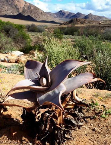 Aloe karasbergensis