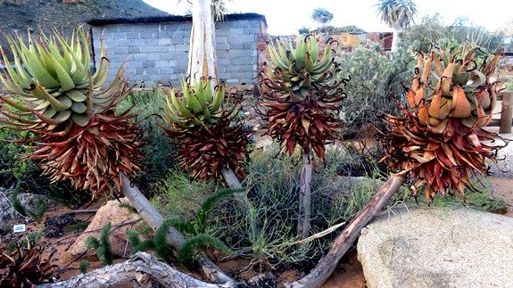 Aloe khamiesensis