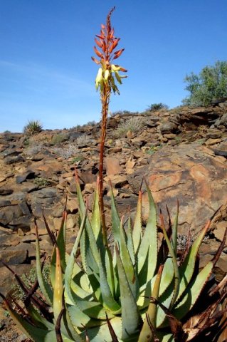 Aloe knersvlakensis red buds, pale yellow flowers