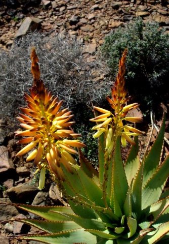 Aloe knersvlakensis