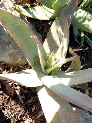 Aloe kouebokkeveldensis