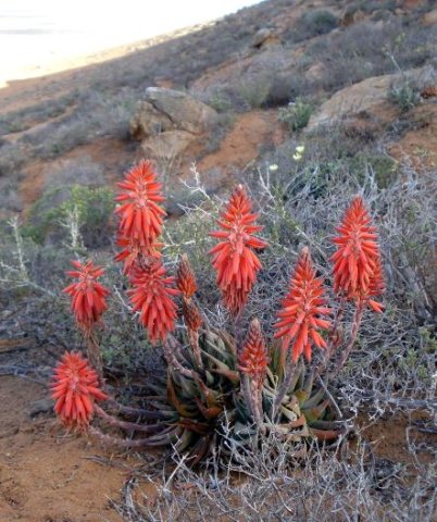 Aloe krapohliana many-flowered, no competition