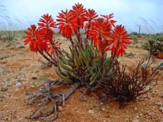 Aloe krapohliana