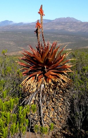 Aloe lineata var. muirii