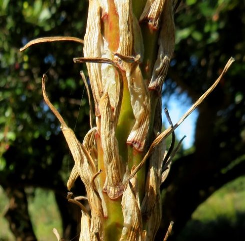 Aloe lineata var. muirii bracts and stalks