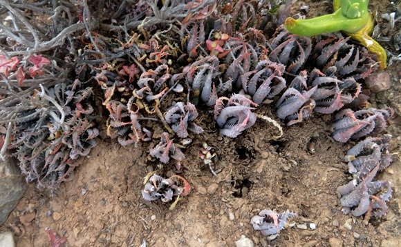 Aloe longistyla cohesive community