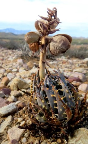 Aloe longistyla