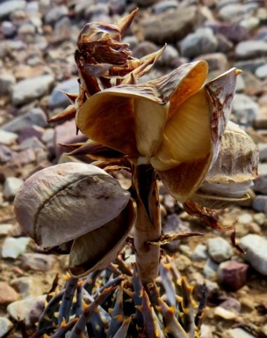 Aloe longistyla fruit capsule husks