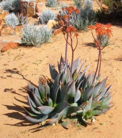 Aloe maculata X striata hybrid