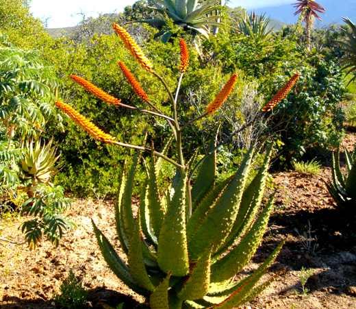 Aloe marlothii flowering at Worcester